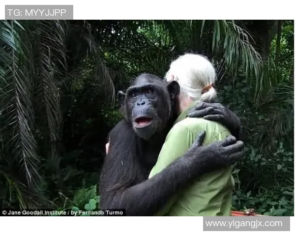 外国足球明星亲密接触熊猫展现友谊与环保意识的美好瞬间